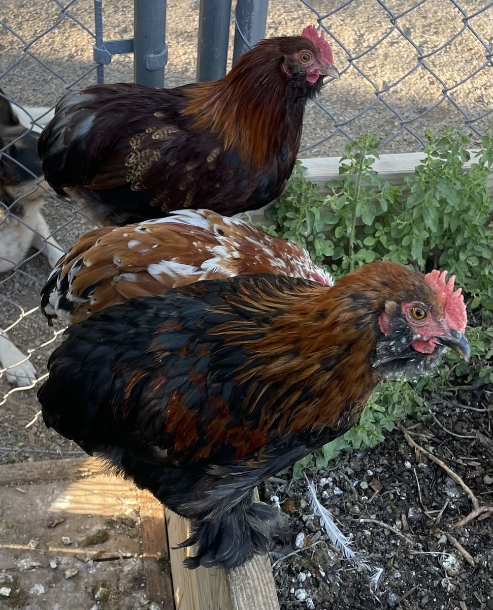 Free Bantam Cochin Roosters 12-16 Weeks