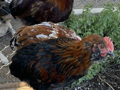 Free Bantam Cochin Roosters 12-16 Weeks