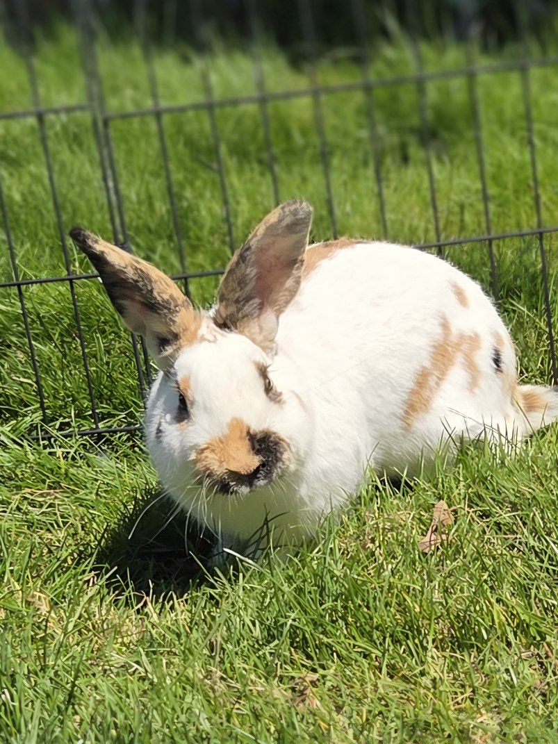 Marked Rhinelander Bunny Rabbit