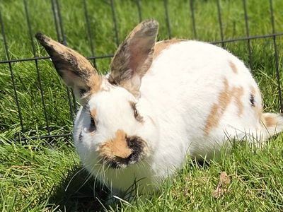 Marked Rhinelander Bunny Rabbit