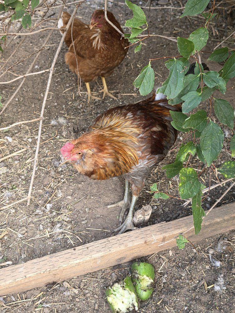 Young Rhode Island Red Chicken - Male/Rooster