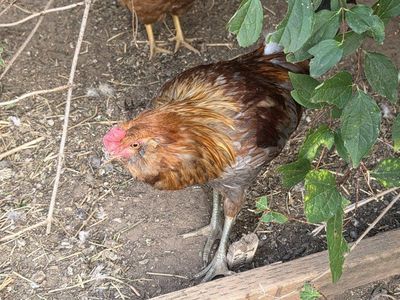 Young Rhode Island Red Chicken - Male/Rooster