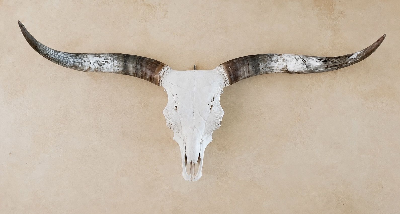 Longhorn Skull