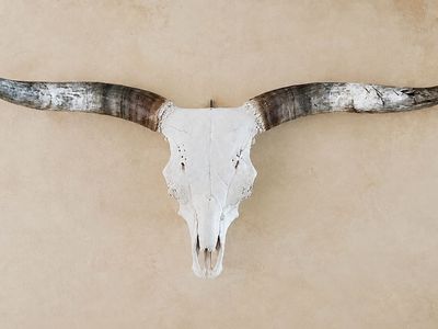Longhorn Skull