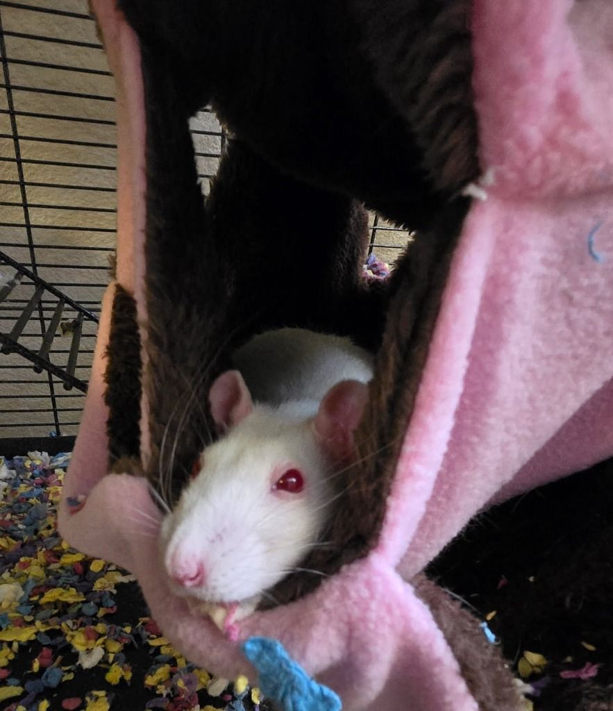 Goose Goose and Rosie the Pair of Pet Rats