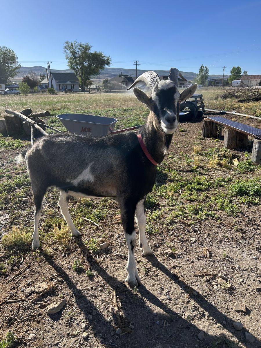 Alpine cross pack goats