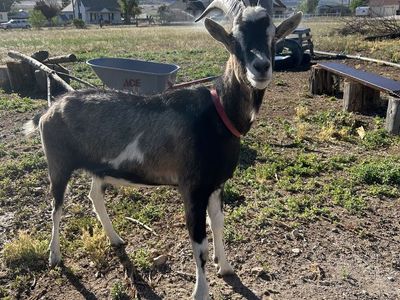 Alpine cross pack goats