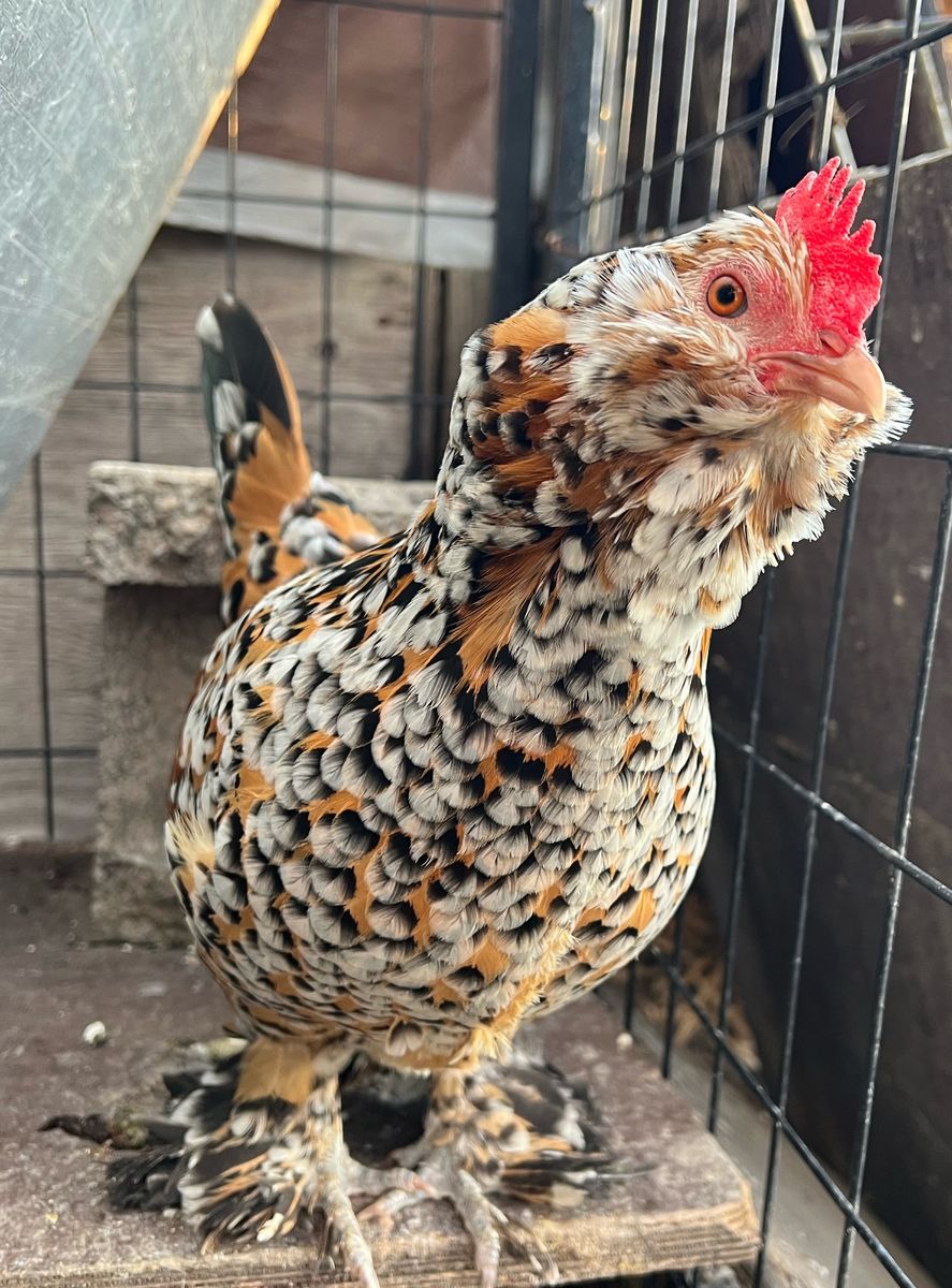 Porcelain And Mille Fleur D'Culles