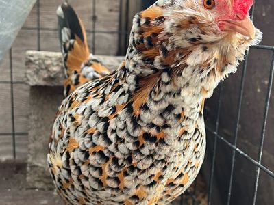 Porcelain And Mille Fleur D'Culles