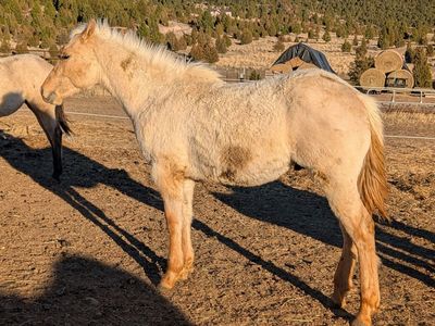 2025 Palomino Dun Roan AQHA yearling gelding
