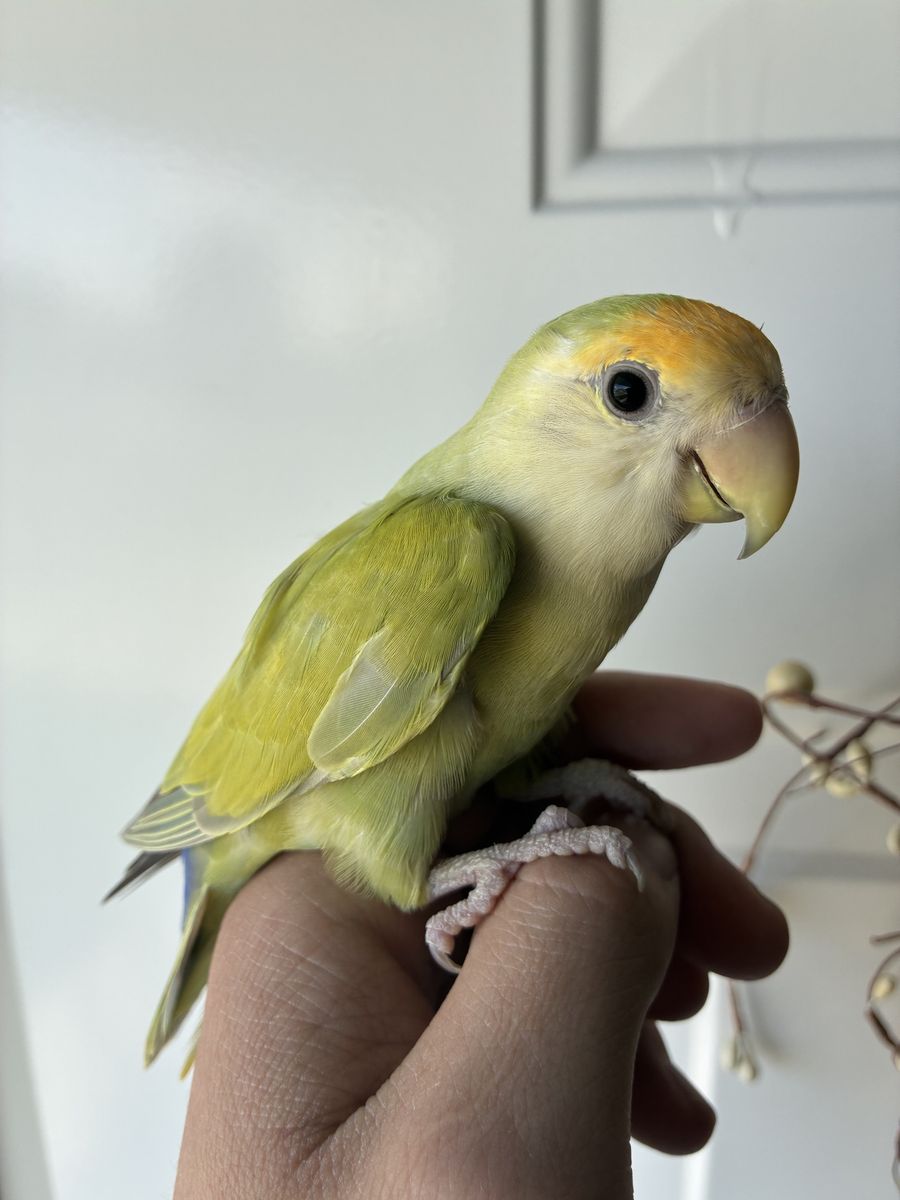 Peach Face Lovebird.