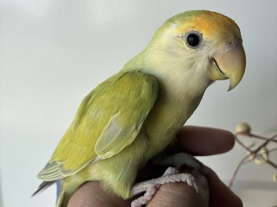 Peach Face Lovebird.