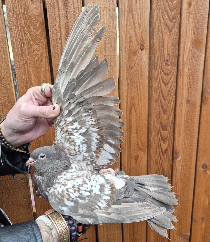 Fancy Pigeons For Sale