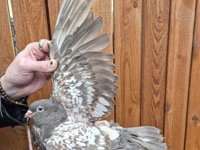 Fancy Pigeons For Sale