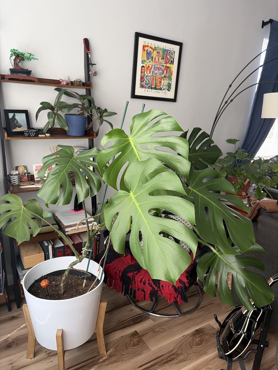 Monstera