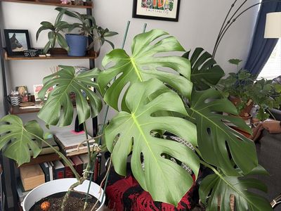 Monstera