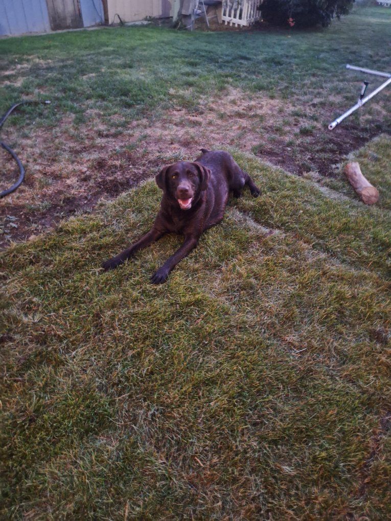 Chocolate Labrador Retriever Dog