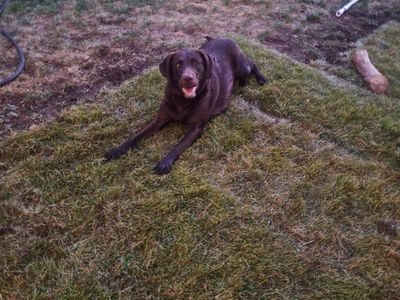 Chocolate Labrador Retriever Dog