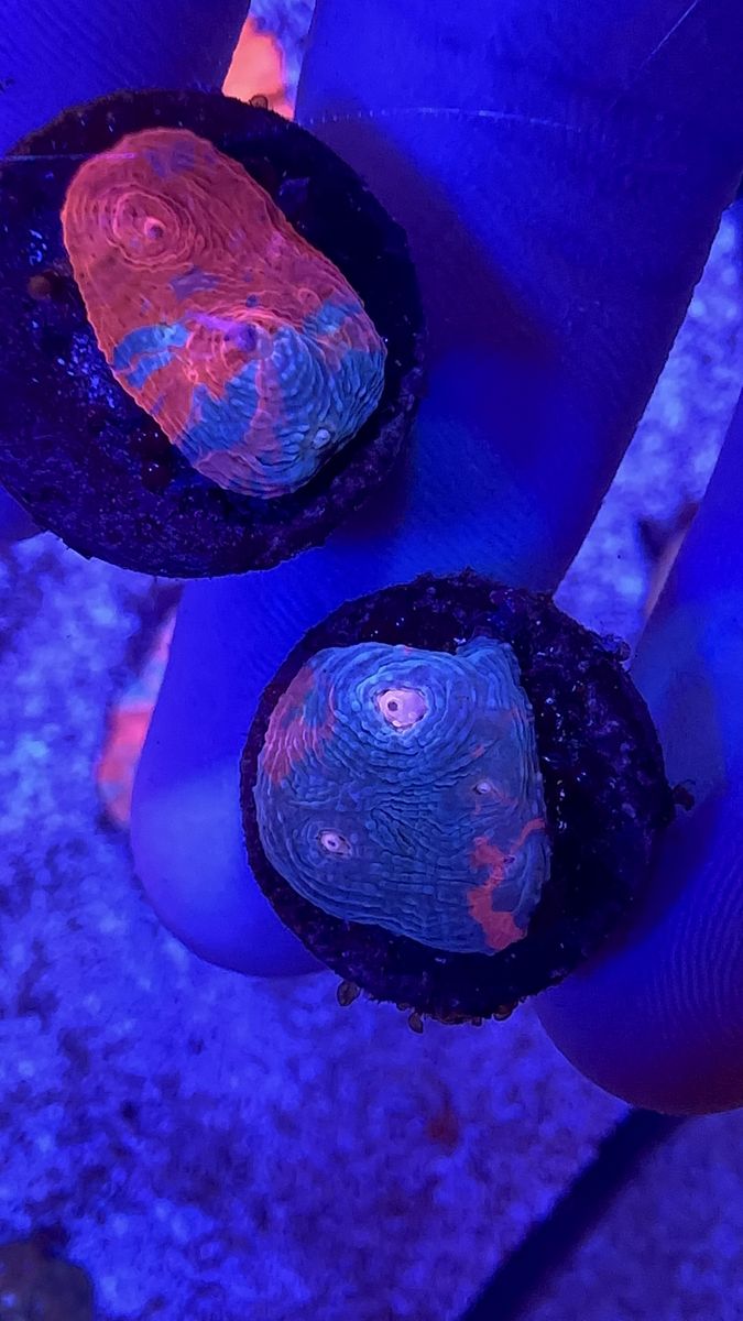 Rare Chalice coral frags