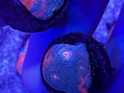Rare Chalice coral frags