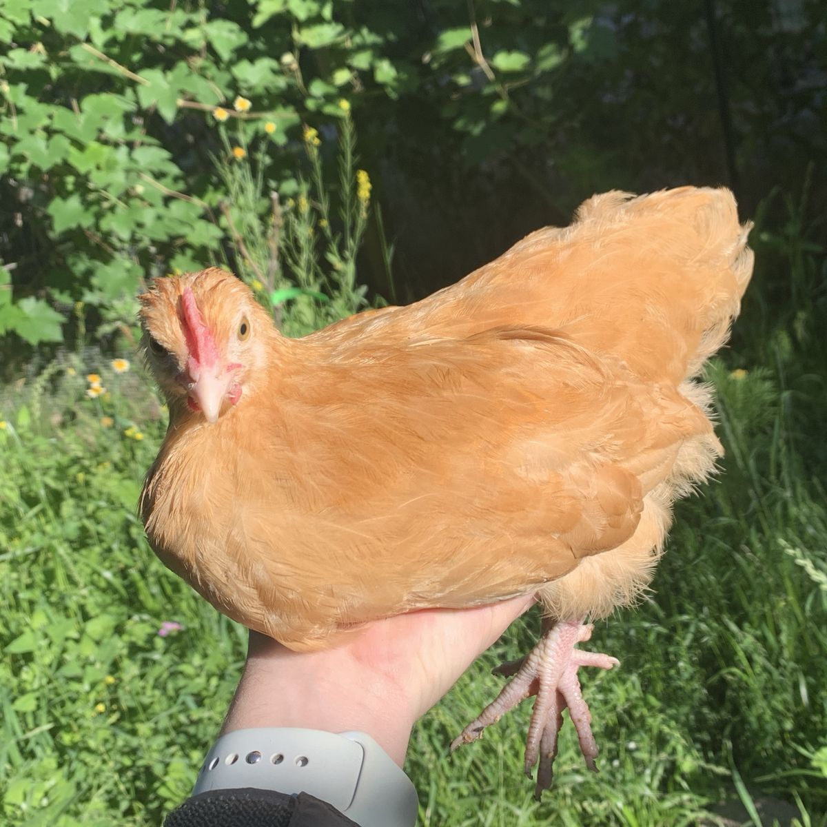 Buff Orpington Cockerel Coop-Ready Rooster