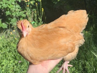 Buff Orpington Cockerel Coop-Ready Rooster
