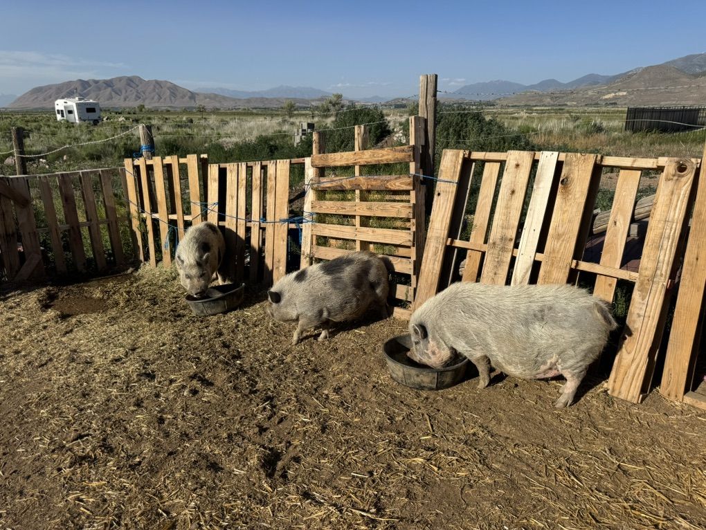 Potbelly Pigs