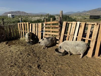 Potbelly Pigs