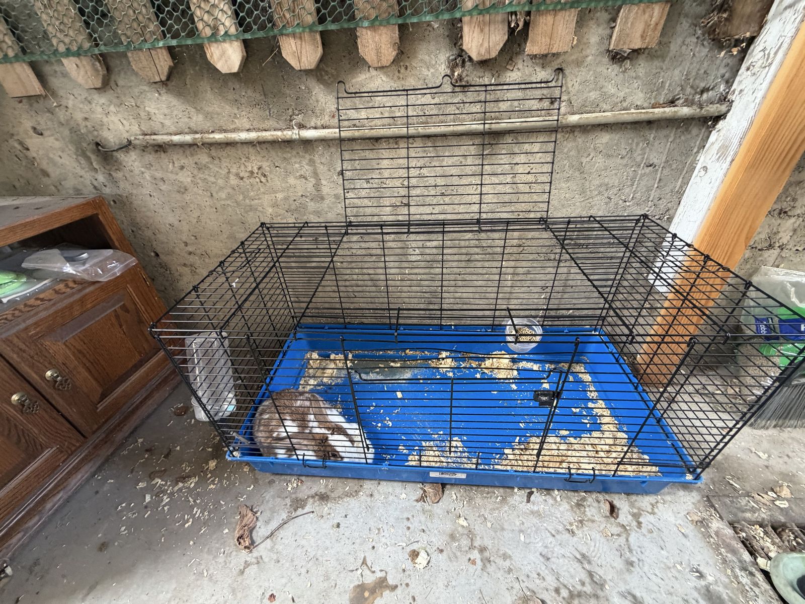 Free bunny 