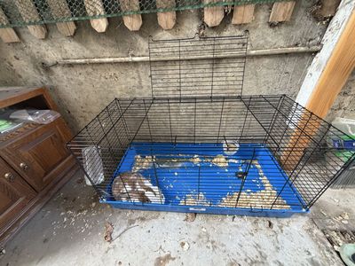 Free bunny