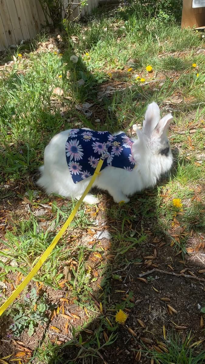 Bunny for sale!