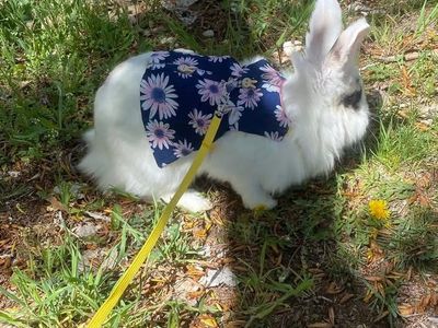 Bunny for sale!