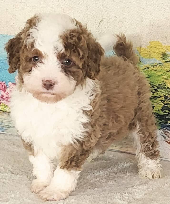 Micro Bernedoodeles - Boy Lemon $2400