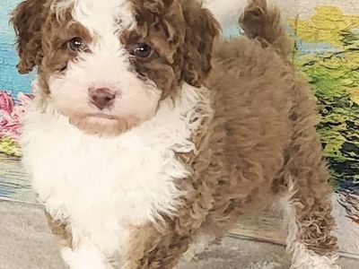 Micro Bernedoodeles - Boy Lemon $2400