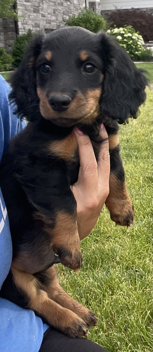Longhair dachshund