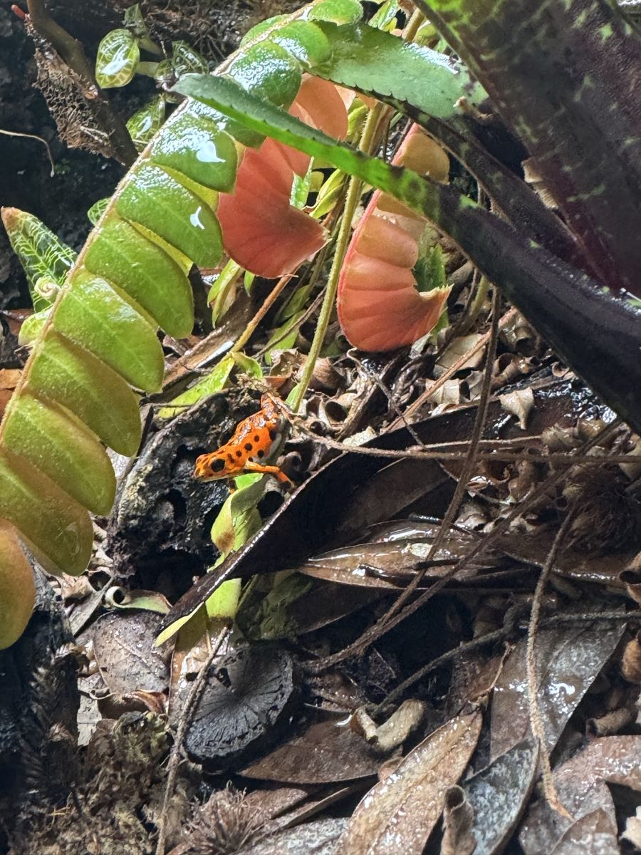 Dart frog Oophaga bastimento proven female