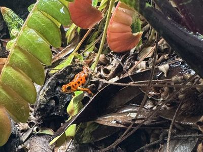 Dart frog Oophaga bastimento proven female