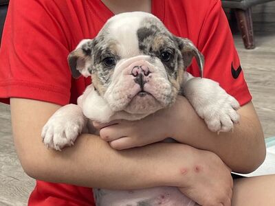 English bulldogs AKC