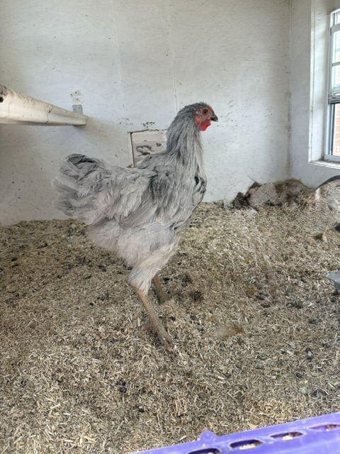 Young Lavender Orpington Rooster - FREE