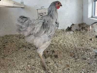 Young Lavender Orpington Rooster - FREE