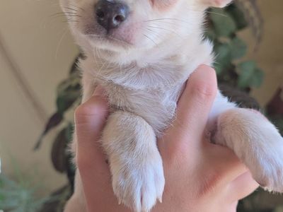 AKC Chihuahua Puppies!! Health tested parents