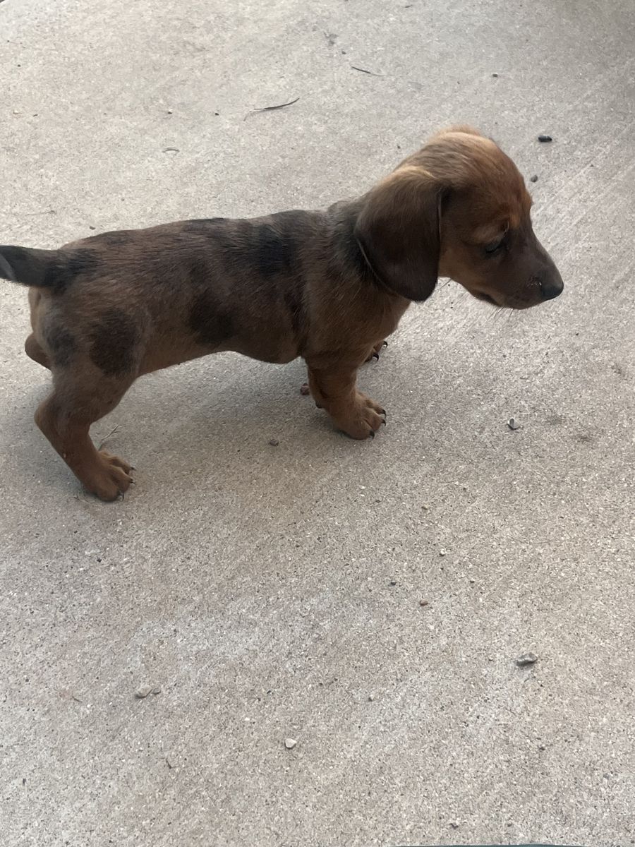 Female mini dauchaund