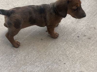 Female mini dauchaund