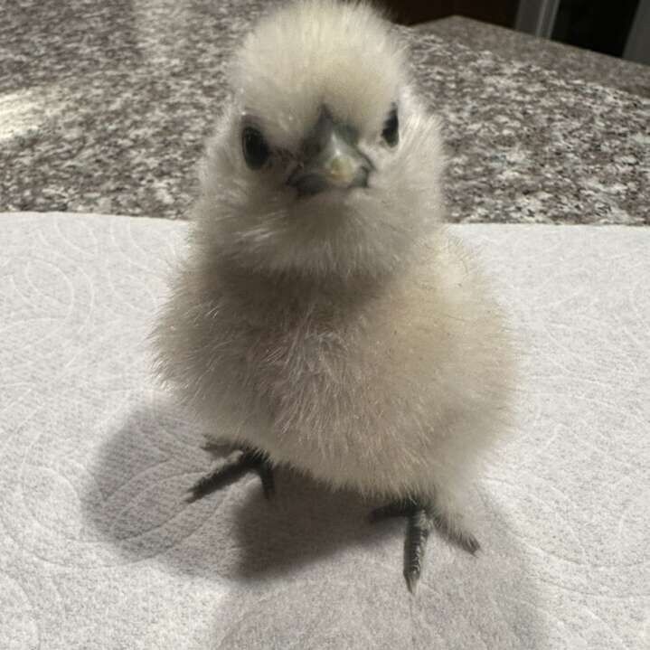 Silkie Chicks