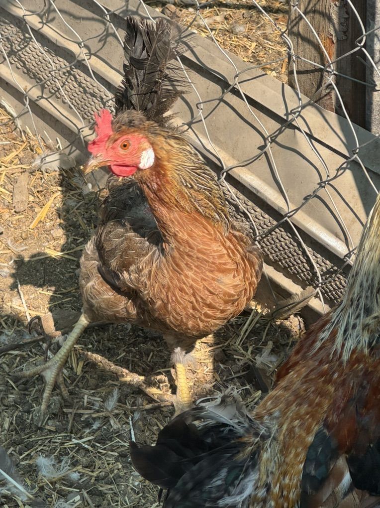 Laying Hens And Rooster