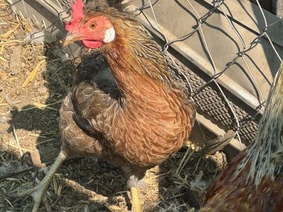 Laying Hens And Rooster