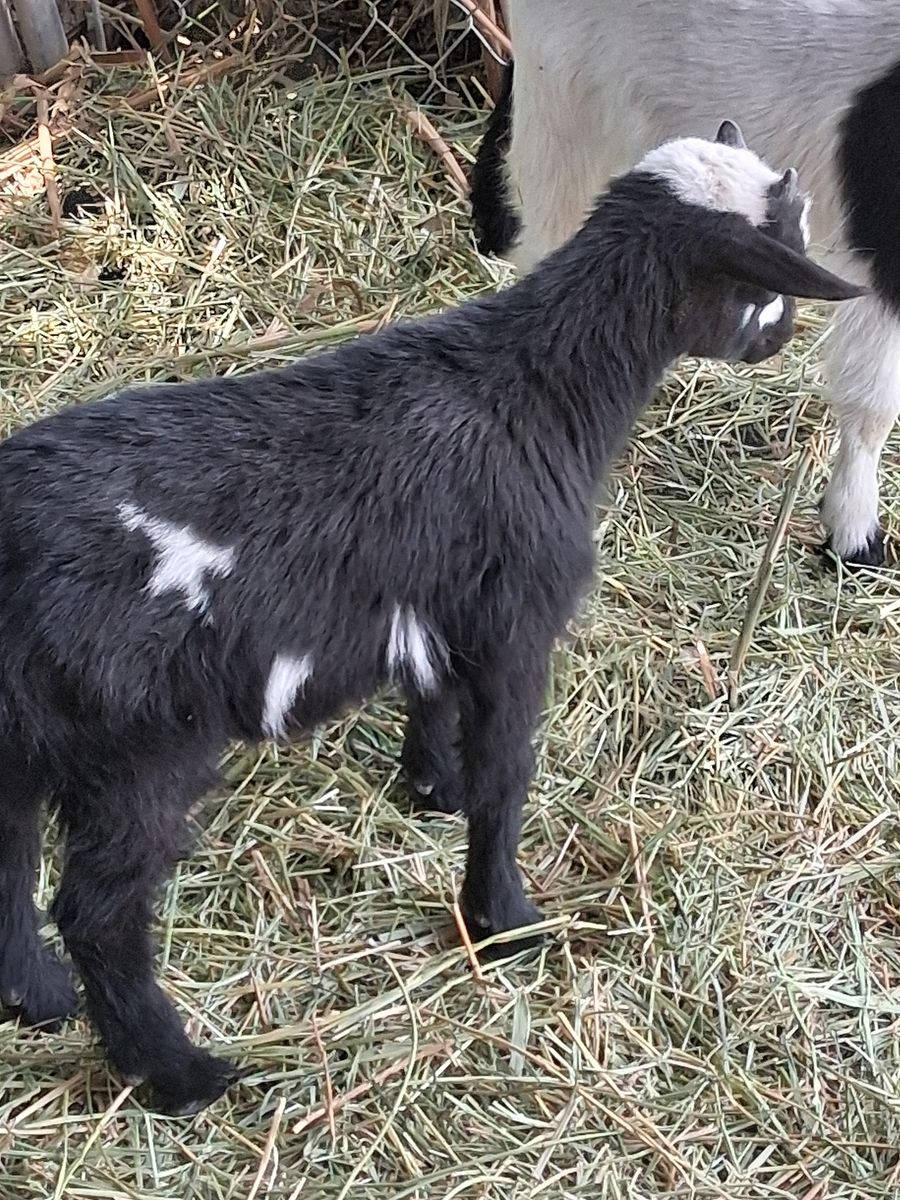 Nigerian dwarf goats