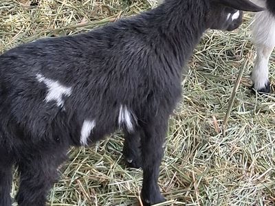 Nigerian dwarf goats