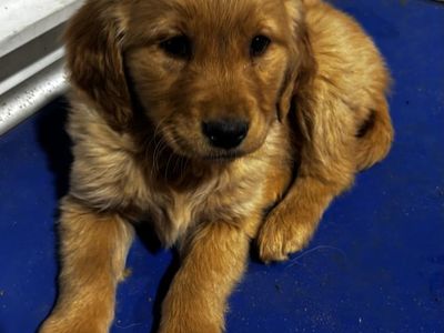 AKC PRO TRAINED RED GOLDEN RETRIEVER MALE