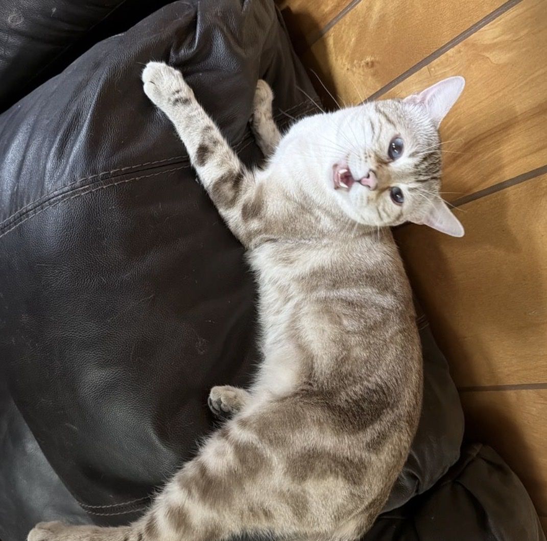 Marble Snow Lynx Bengal for Stud